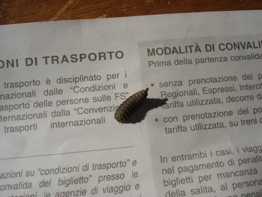 Ospiti ignoti: larva di Strationidae (Hermetia illucens?)